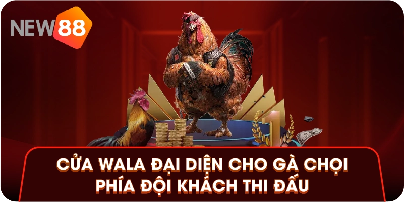 Cửa Wala đại diện cho gà chọi phía đội khách thi đấu