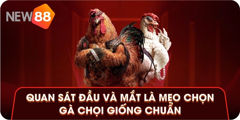 Quan sát đầu và mắt là mẹo chọn gà chọi giống chuẩn