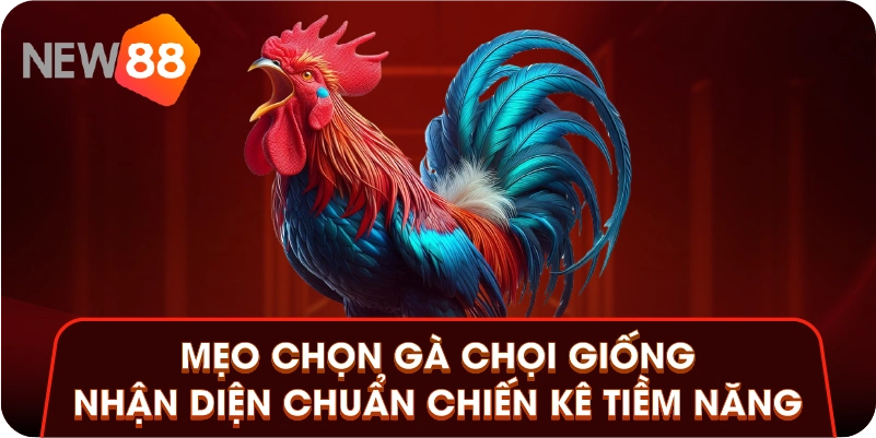 Mẹo Chọn Gà Chọi Giống - Nhận Diện Chuẩn Chiến Kê Tiềm Năng